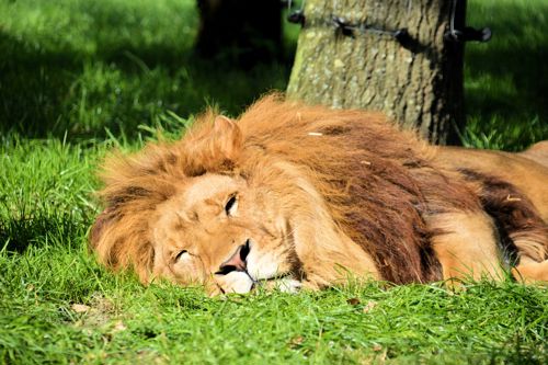 A male lion sleeping on green grass in the sun
