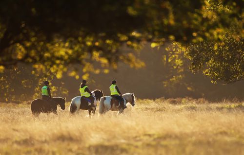 Three riders wearing high-vis tabards on horseback walking though grass in golden sunlight