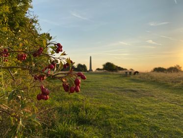 Rosehips in a hedgerow with the monument in the distance and an early morning sky
