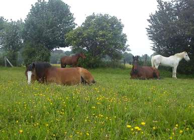 Three brown horses and one white horse in a field of buttercups with trees in the background. 