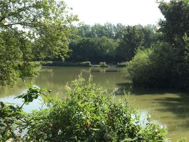 A view across a fishing lake bordered by trees and shrubs in leaf. 