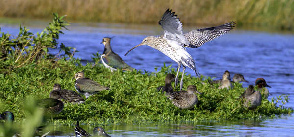 A curlew landing next to some lapwings and shovelers on an island next to water at Restharrow Scrape.
