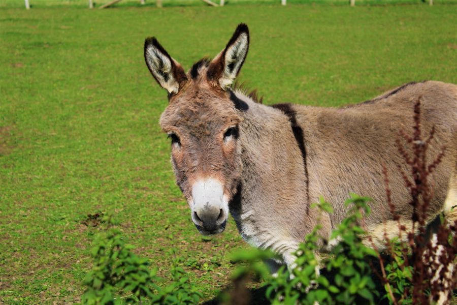 A donkey in a field looking at the camera