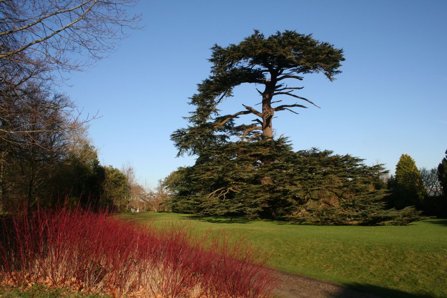 A mature Cedar of Lebanon tree with red stemmed dogwood in the foreground. 