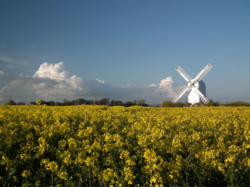 A white windmill in a field of vivid yellow rape