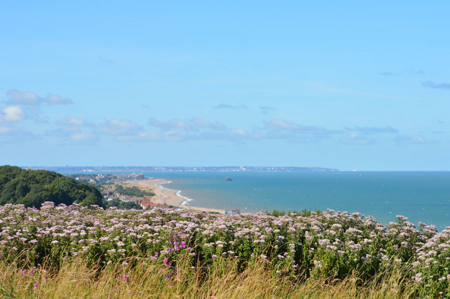 The view from the cliffs at Kingsdown with wildflowers in the foreground and the shore and Deal Pier in the distance.
