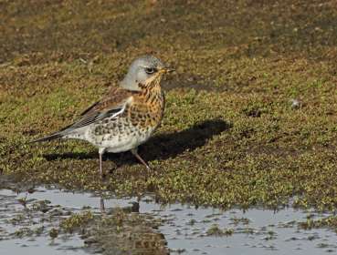 A small brown bird perched on marshland