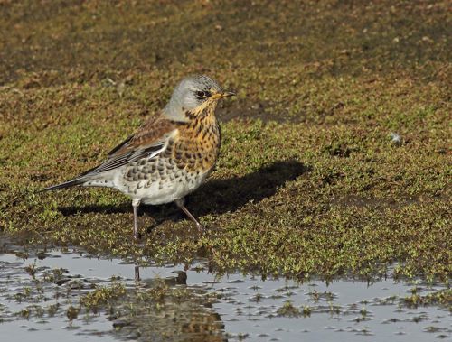 Fieldfare - Sandwich Bay Bird Observatory