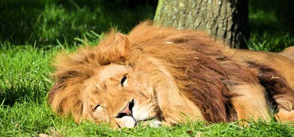 A male lion sleeping on green grass in the sun