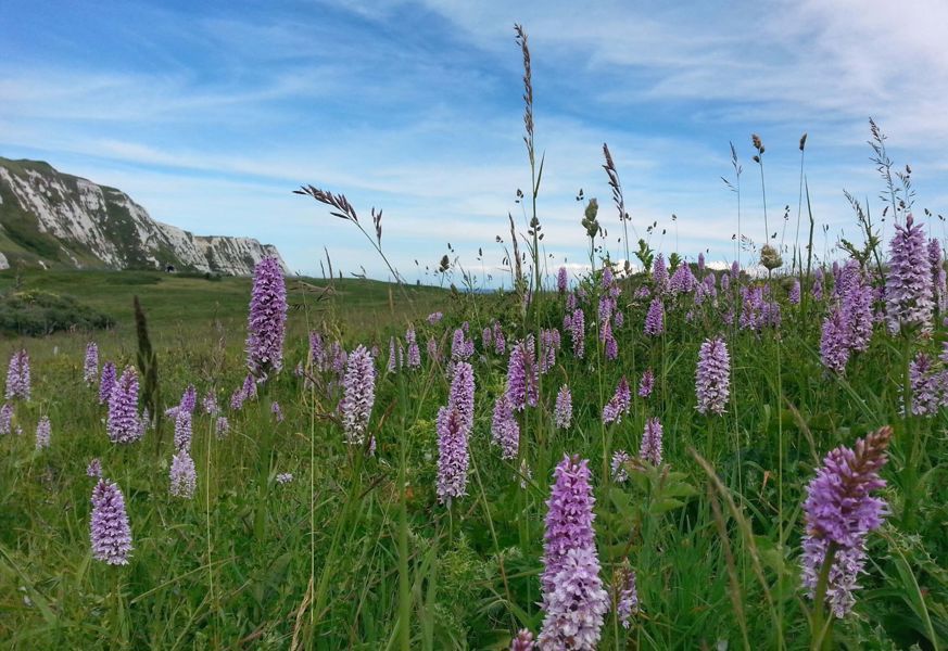 View of cliffs and common spotted orchids at Samphire Hoe