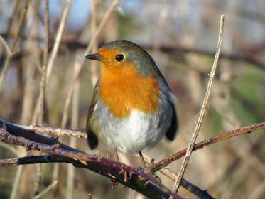 A Robin perched on a branch