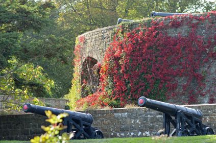 Walmer Castle wall clad in red autumnal leaves, two cannons in the foreground. 