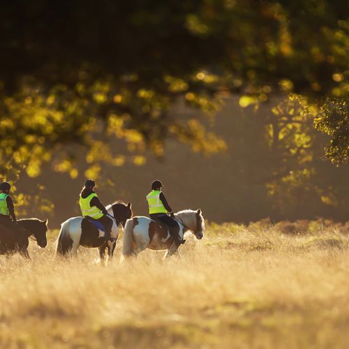 Three riders wearing high-vis tabards on horseback walking though grass in golden sunlight