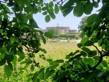 A view of Deal Castle through branches on a sunny day
