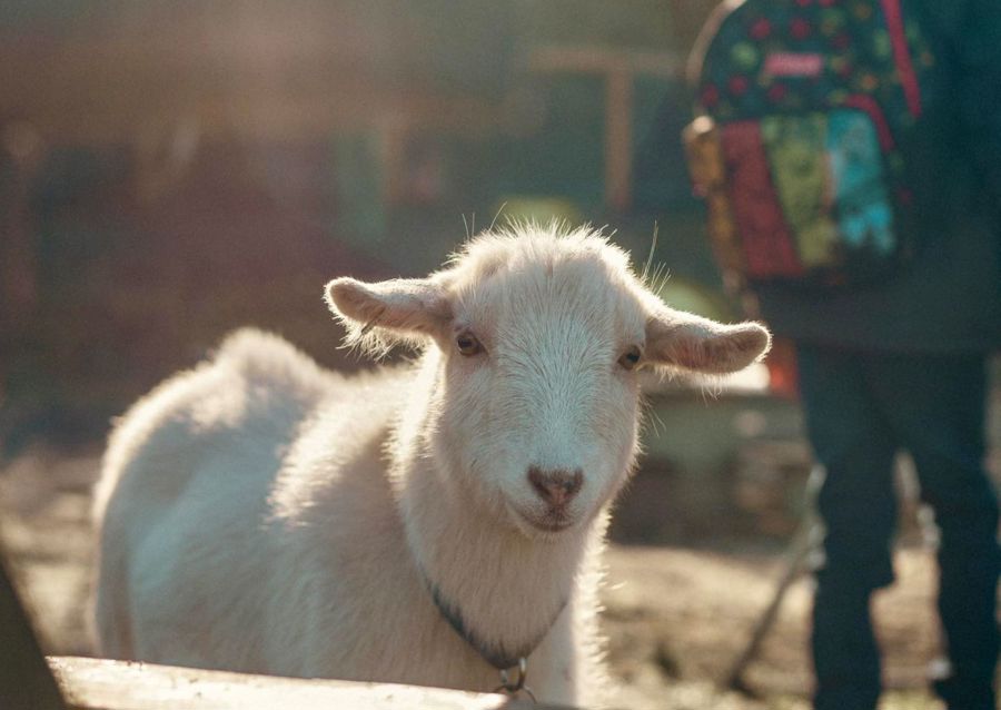 A white goat