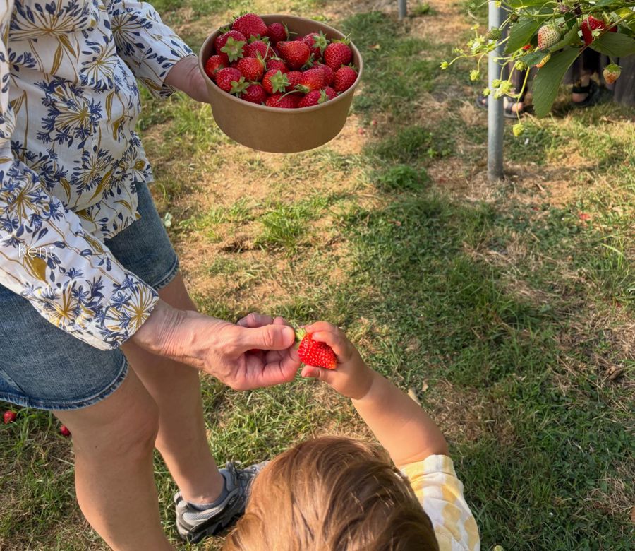 A woman holding a bowl of strawberries and handing one to a small child. 