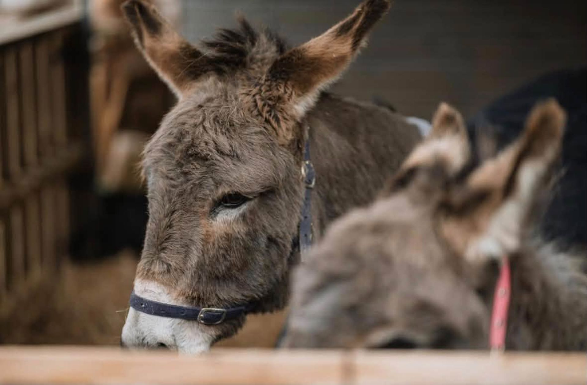 Two donkeys