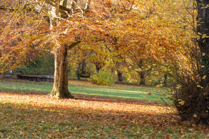 A beech tree in autumn with golden leaves on the ground