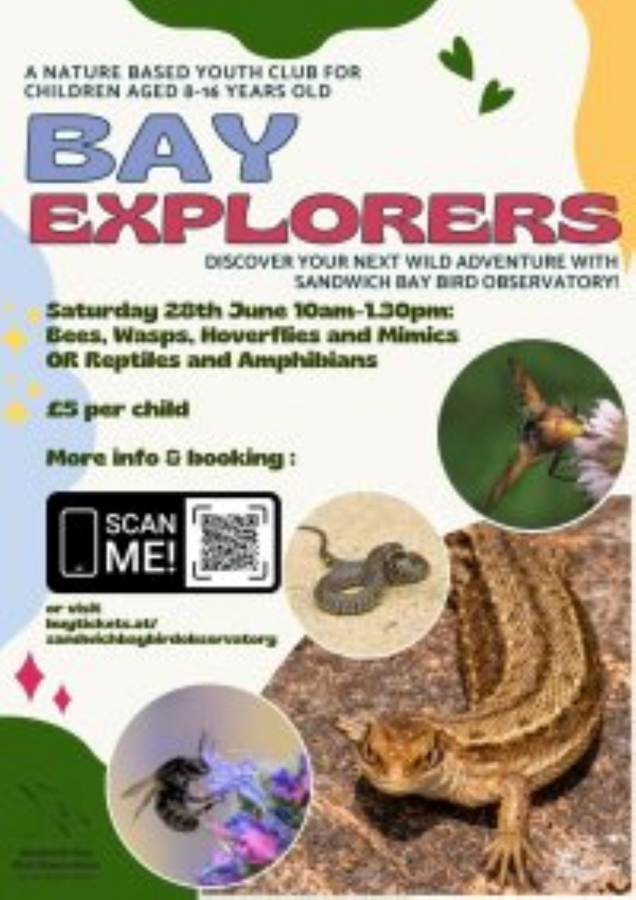 Poster for Bay Explorers showing pictures of snakes, lizards & bees