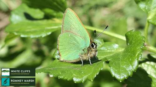 A beautiful green winged butterfly sitting on a leaf