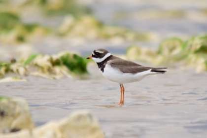 A ringed plover bird stood in shallow water