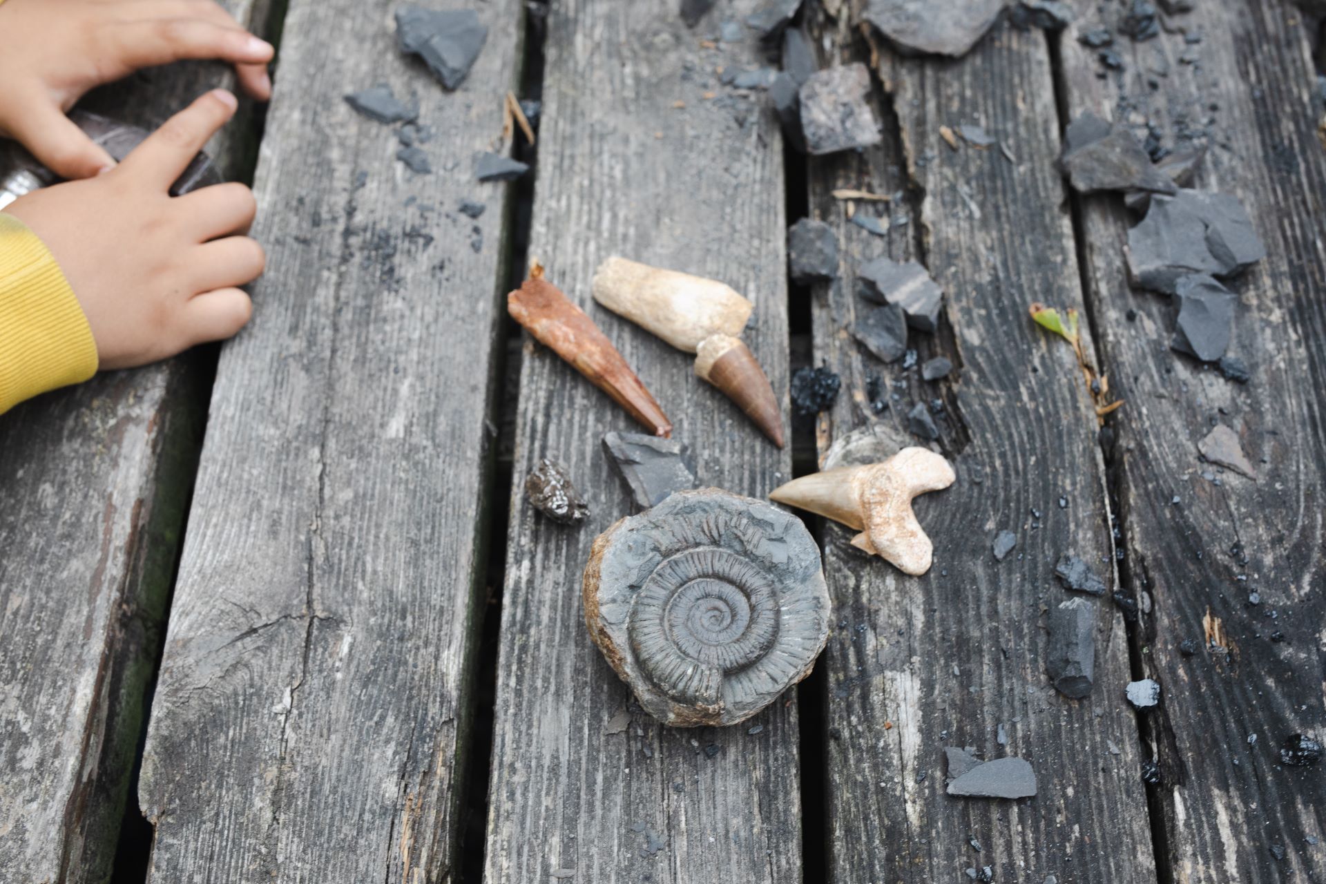 Fossils on a wooden table