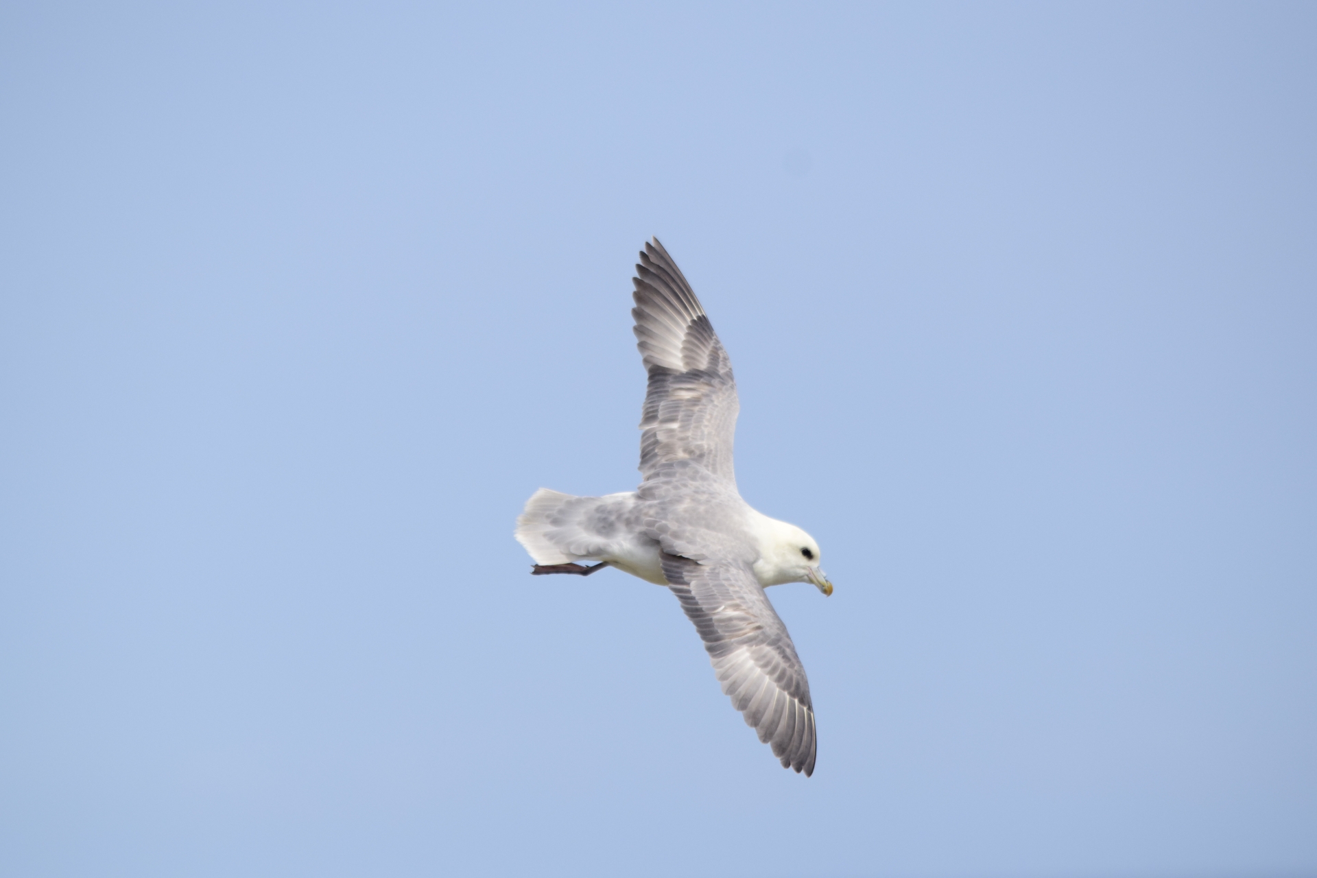 Fulmar in flight