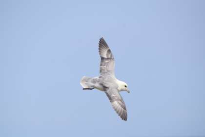 Fulmar in flight