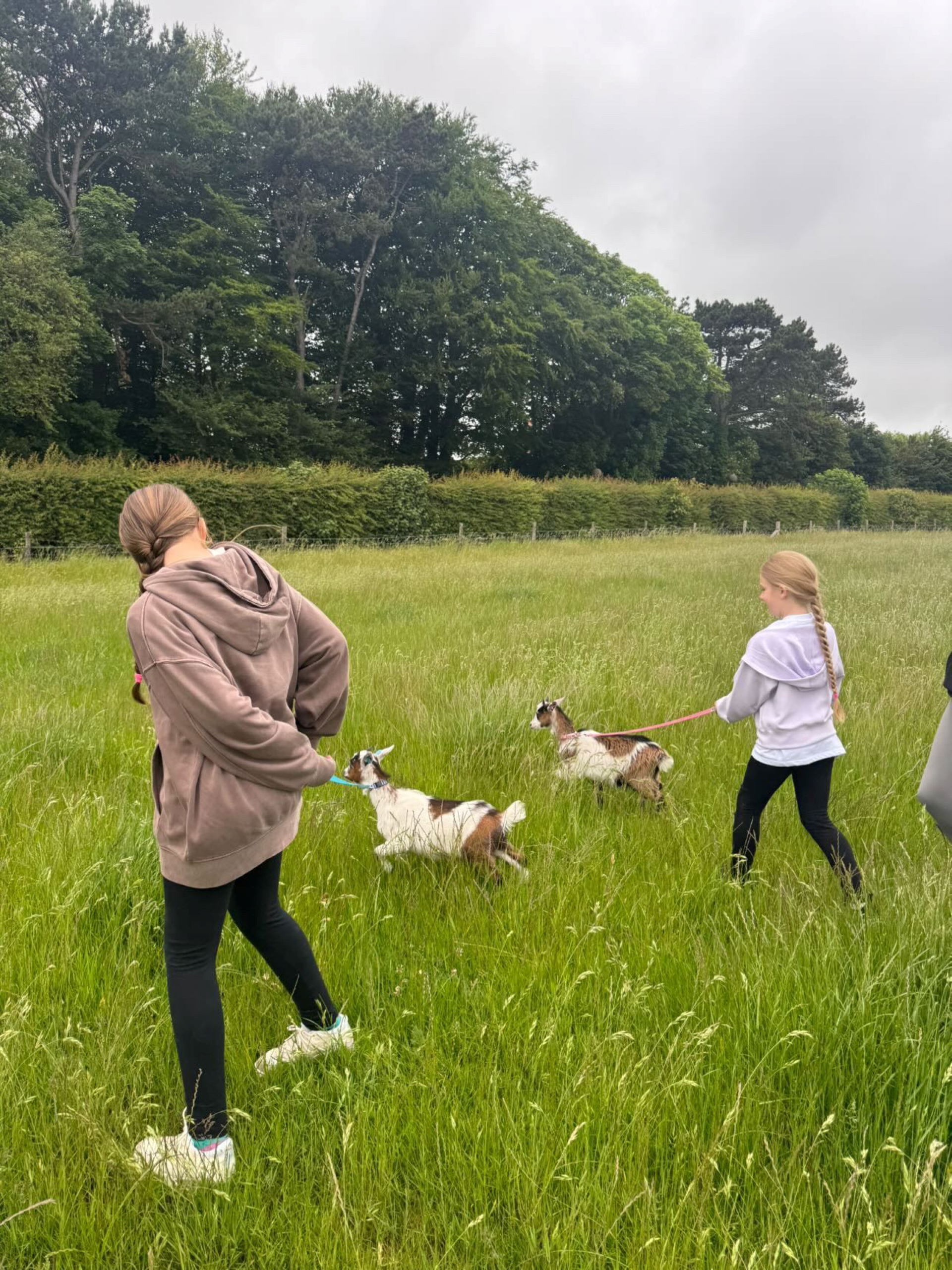 2 girls walking 2 pigmy goats on leads through a field