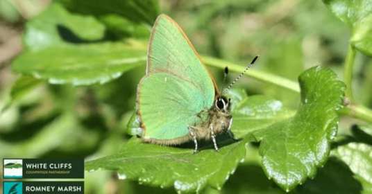 A green hairstreak butterfly sat on a leaf