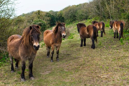 A group of five brown Konik ponies in the scrubland on the White Cliffs of Dover, two facing the camera.