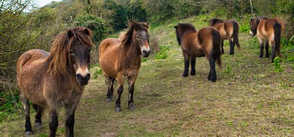 A group of five brown Konik ponies in the scrubland on the White Cliffs of Dover, two facing the camera.