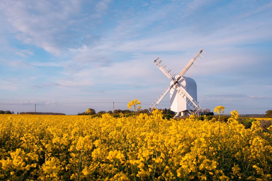A field of yellow flowers with a white windmill in the distance