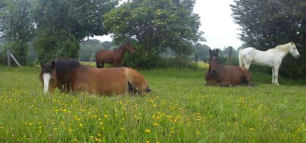 Three brown horses and one white horse in a field of buttercups with trees in the background. 