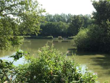 Cottington Lakes 