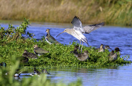 A curlew landing next to some lapwings and shovelers on an island next to water at Restharrow Scrape.