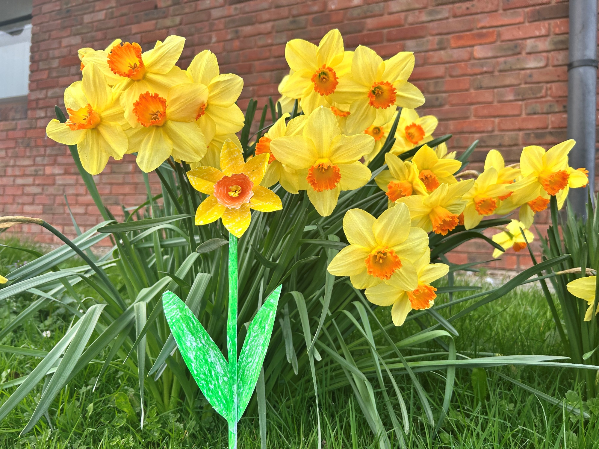 A paper daffodil amongst real daffodils growing in the grass