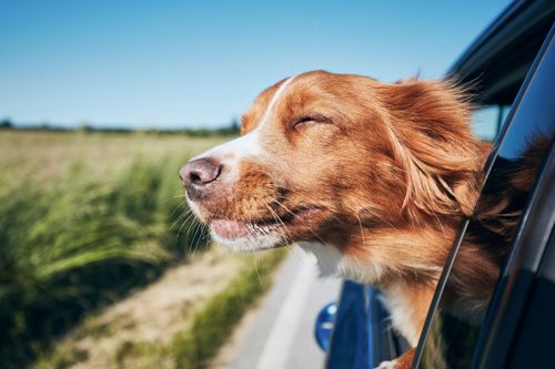 A tan and white dog with its head out of a car window, with the wind in its ears and fields behind.
