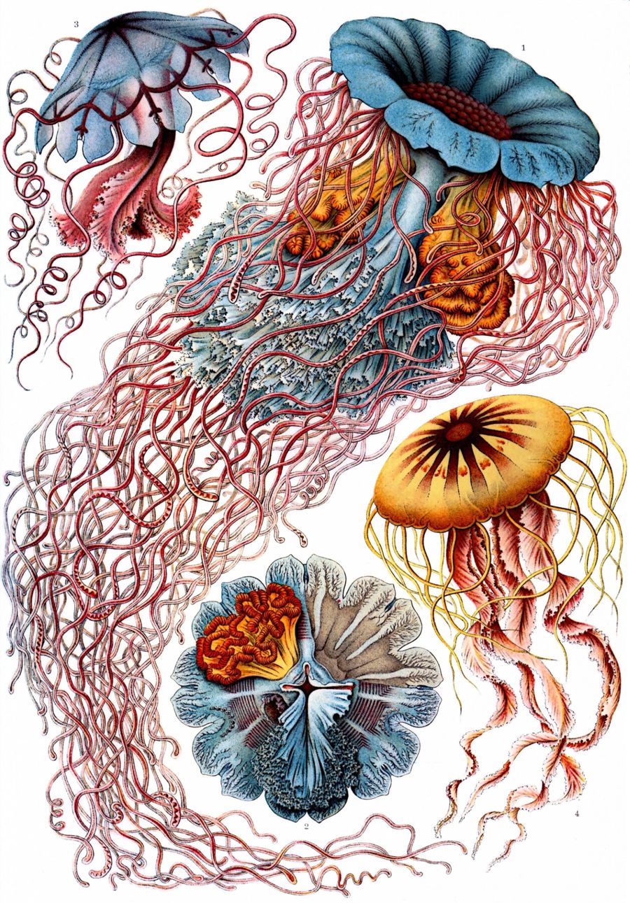 Jellyfish illustration by Ernst Haeckel