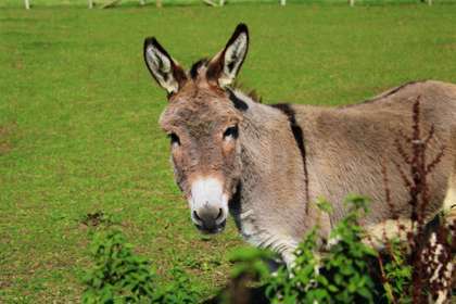 A donkey in a field looking at the camera