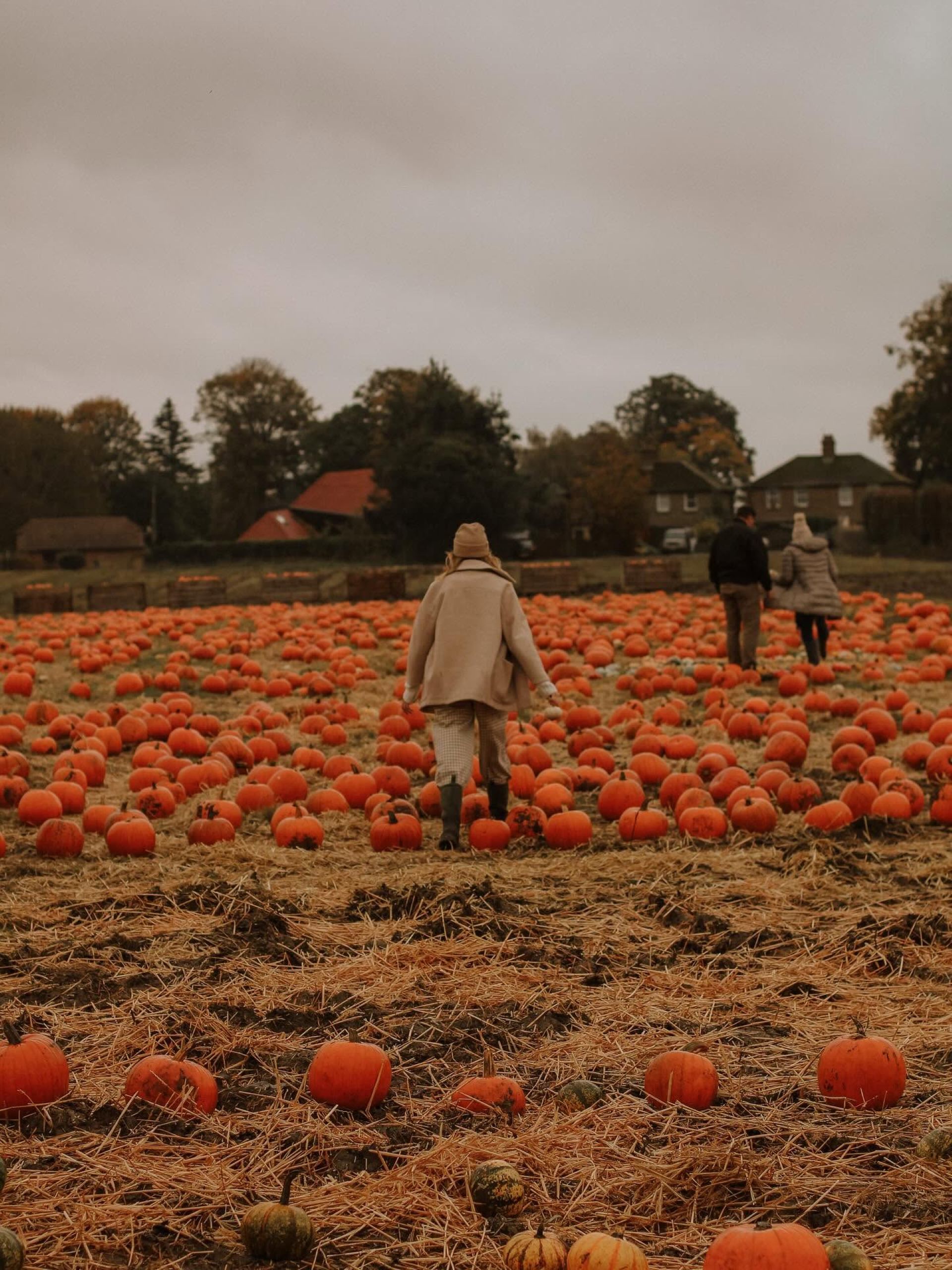 A field full of orange pumpkins with people walking through