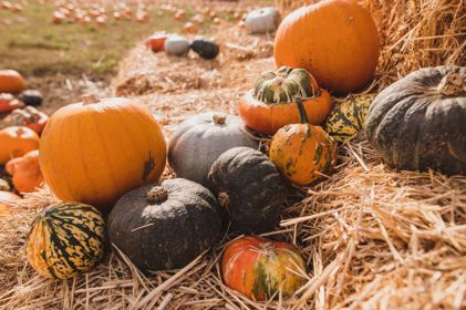 A pile of pumpkins and squashes on a straw bale.