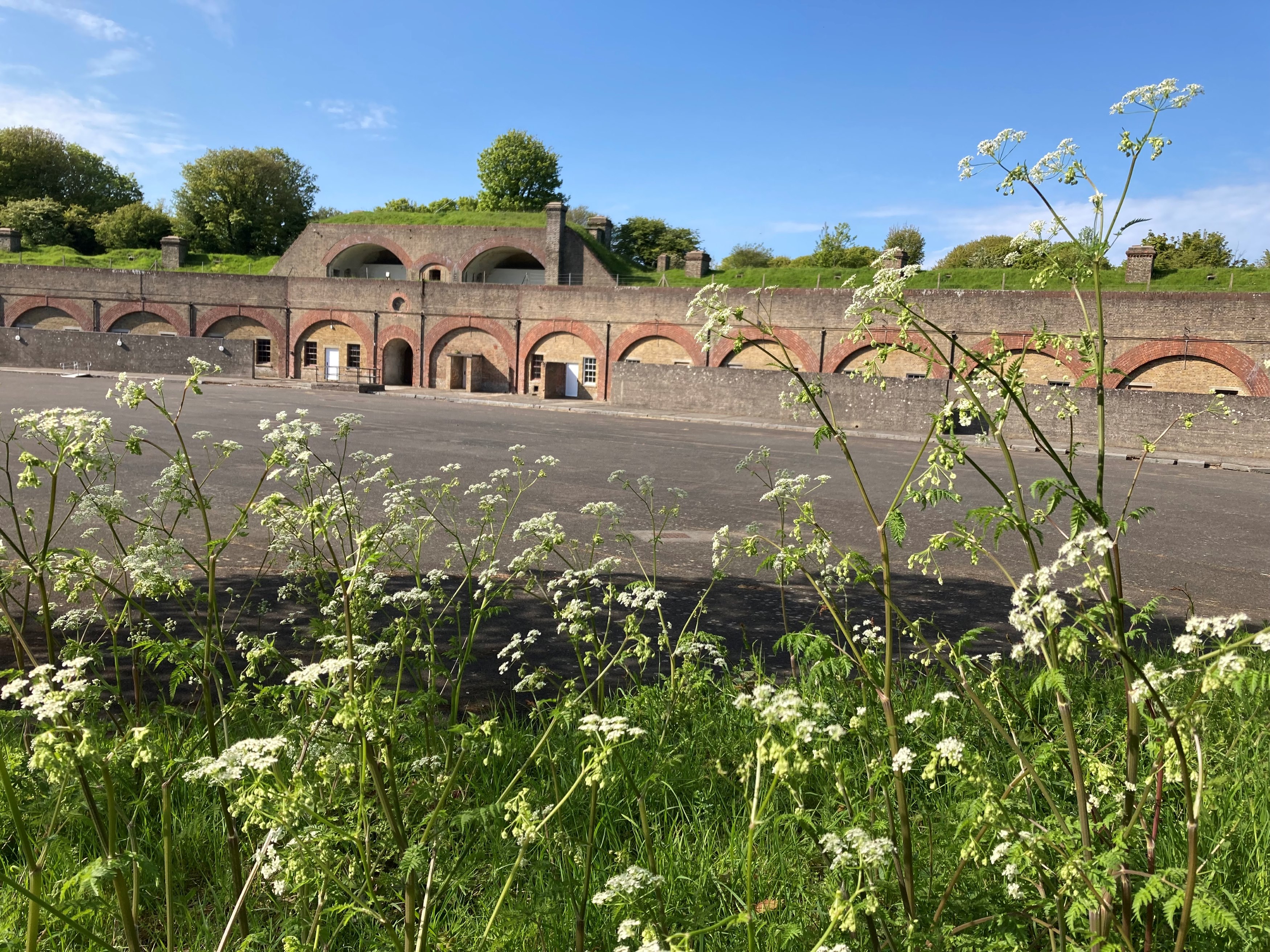 Fort in background with white wildflowers in foreground