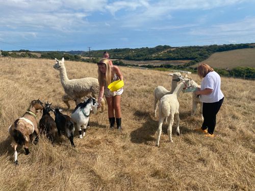Alpacas and goats being hand fed in a field with rolling countryside in the distance.