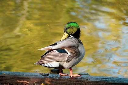 Image of a Mallard Duck
