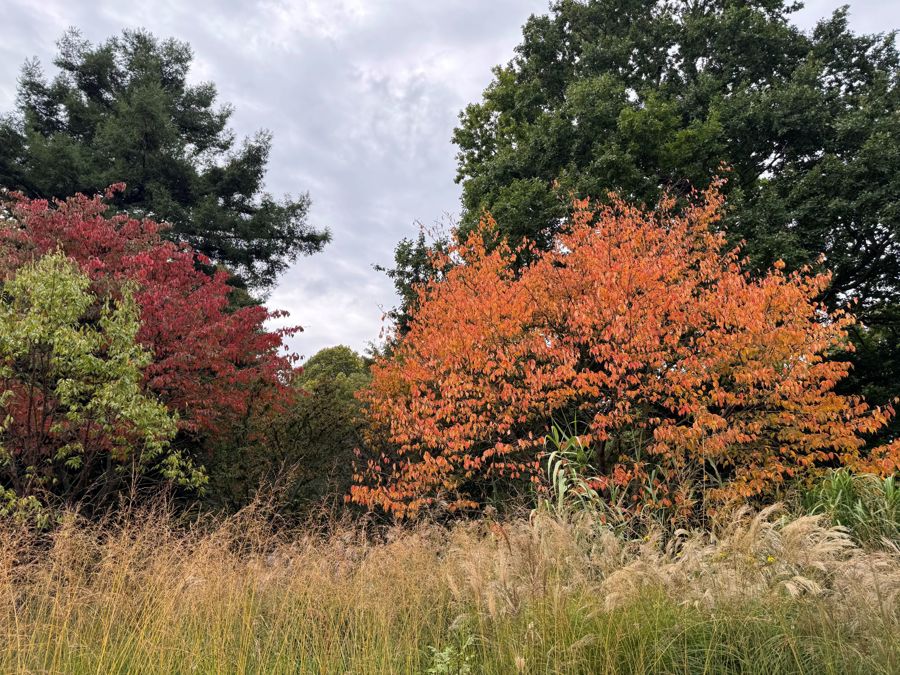 Orange and red coloured trees with pale grasses in the foreground.