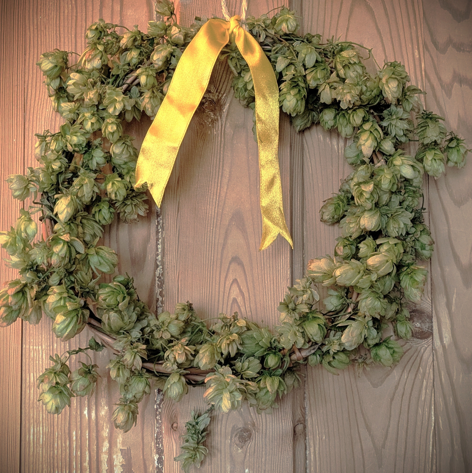 A wreath of hops with a yellow ribbon tied to a door
