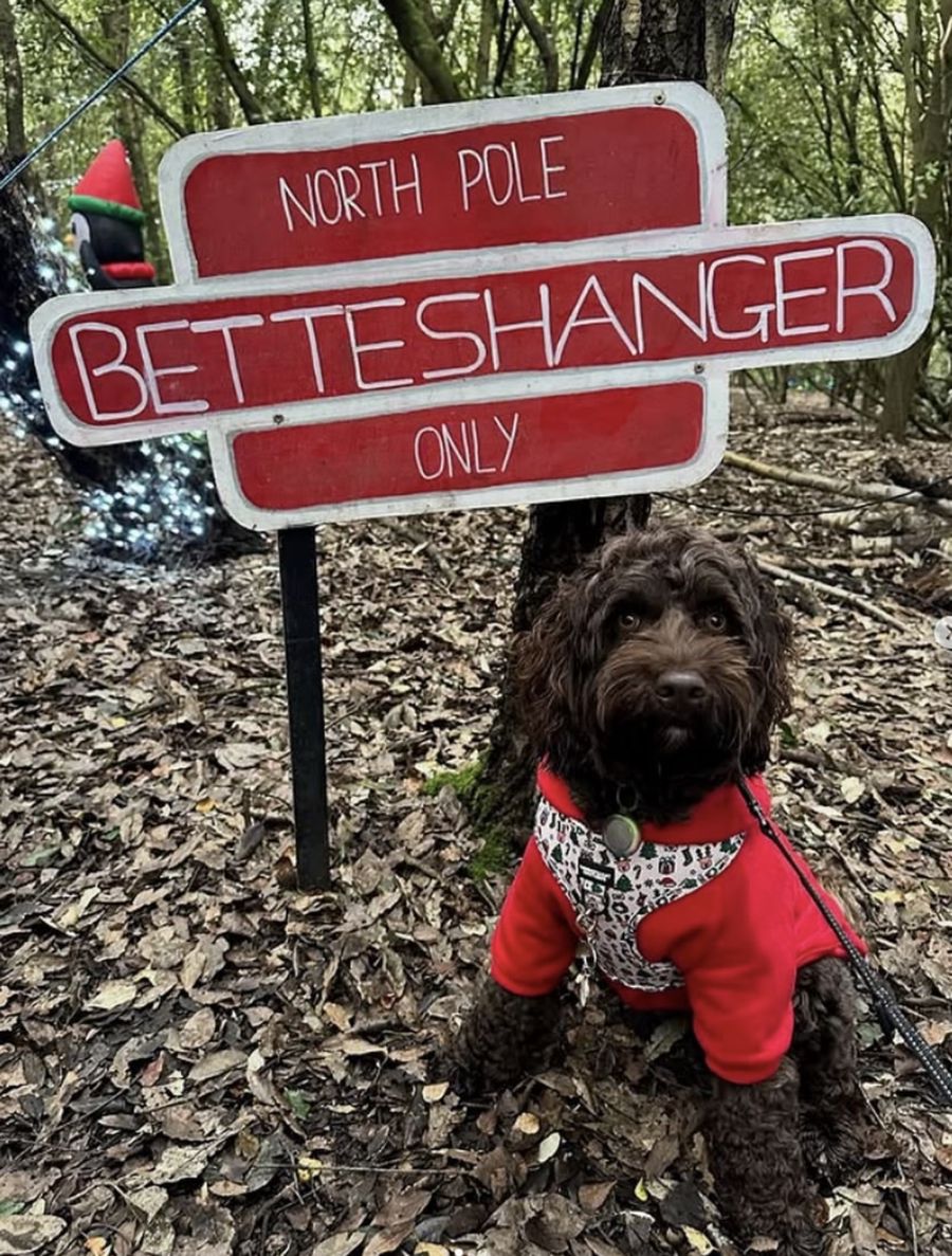 A brown cockapoo wearing a red coat by a North Pole sign.