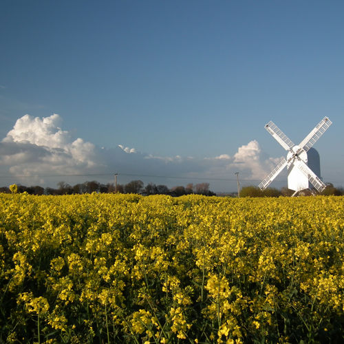 A white windmill in a field of vivid yellow rape