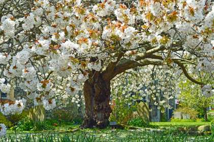 a cherry blossom tree